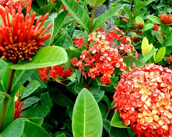 4 Maui Ixora Plants in one pot, Orange, Red & Yellow Blossoms, flowering shrubs, full sunlight, outdoor plant, gardening gift idea.
