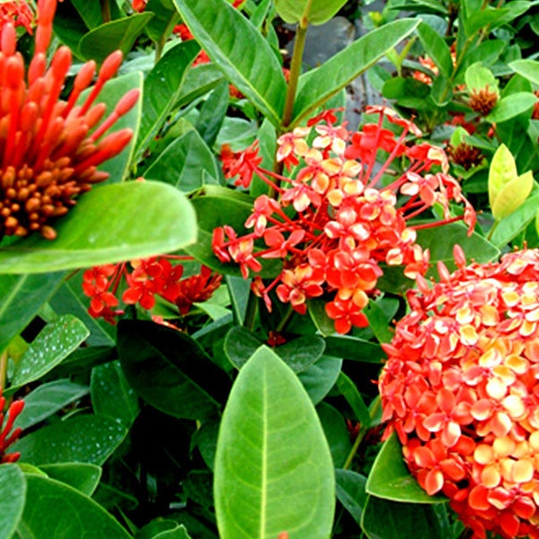 4 Maui Ixora Plants in one pot, Orange, Red & Yellow Blossoms, flowering shrubs, full sunlight, outdoor plant, gardening gift idea.