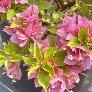 May include: Close-up of vibrant pink bougainvillea flowers with bright green leaves. The flowers have a delicate, papery texture and small white blossoms. The image showcases the plant's lush foliage and colorful blooms.