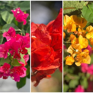 May include: Three close-up images of vibrant bougainvillea flowers. The first image shows pink flowers, the second image shows red flowers, and the third image shows yellow flowers.