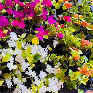 May include: A variety of vibrant pink, white, and yellow bougainvillea flowers in bloom. The flowers are growing on a bush with green leaves.