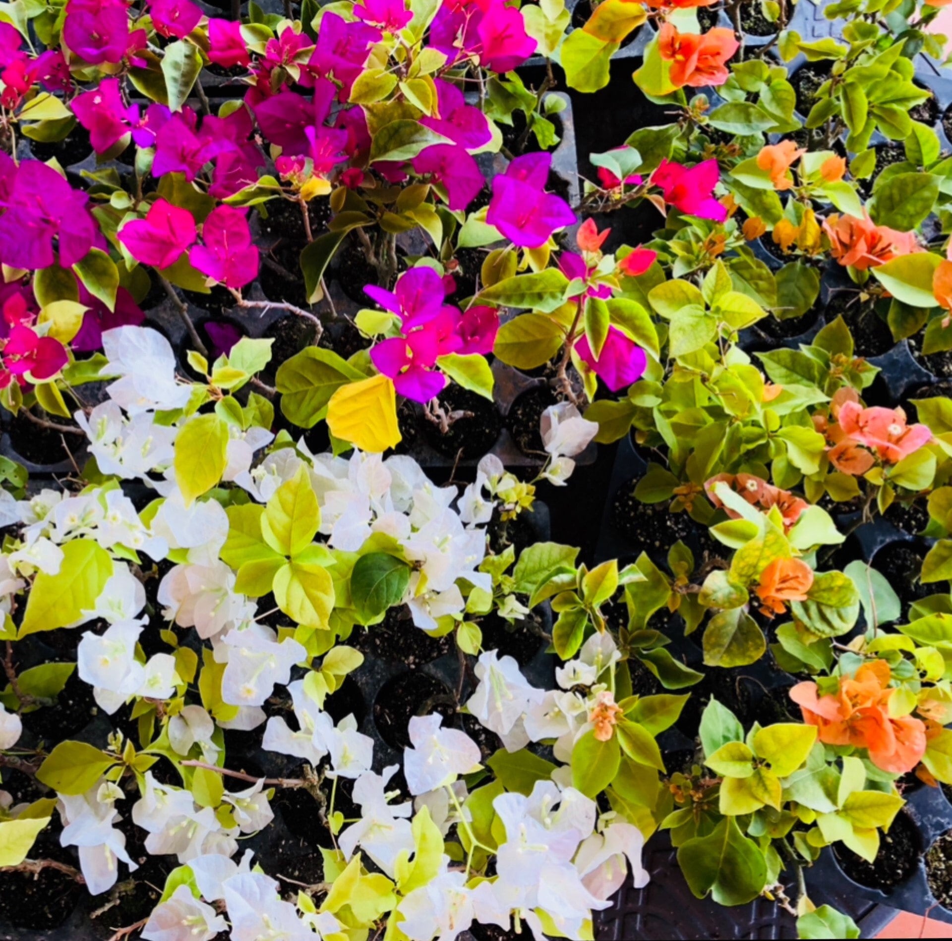 Multi-color bougainvillea plants, Live plants, Colorful blooms, Flower Plants,  great gift ideas, garden plants, six colors in one pot.