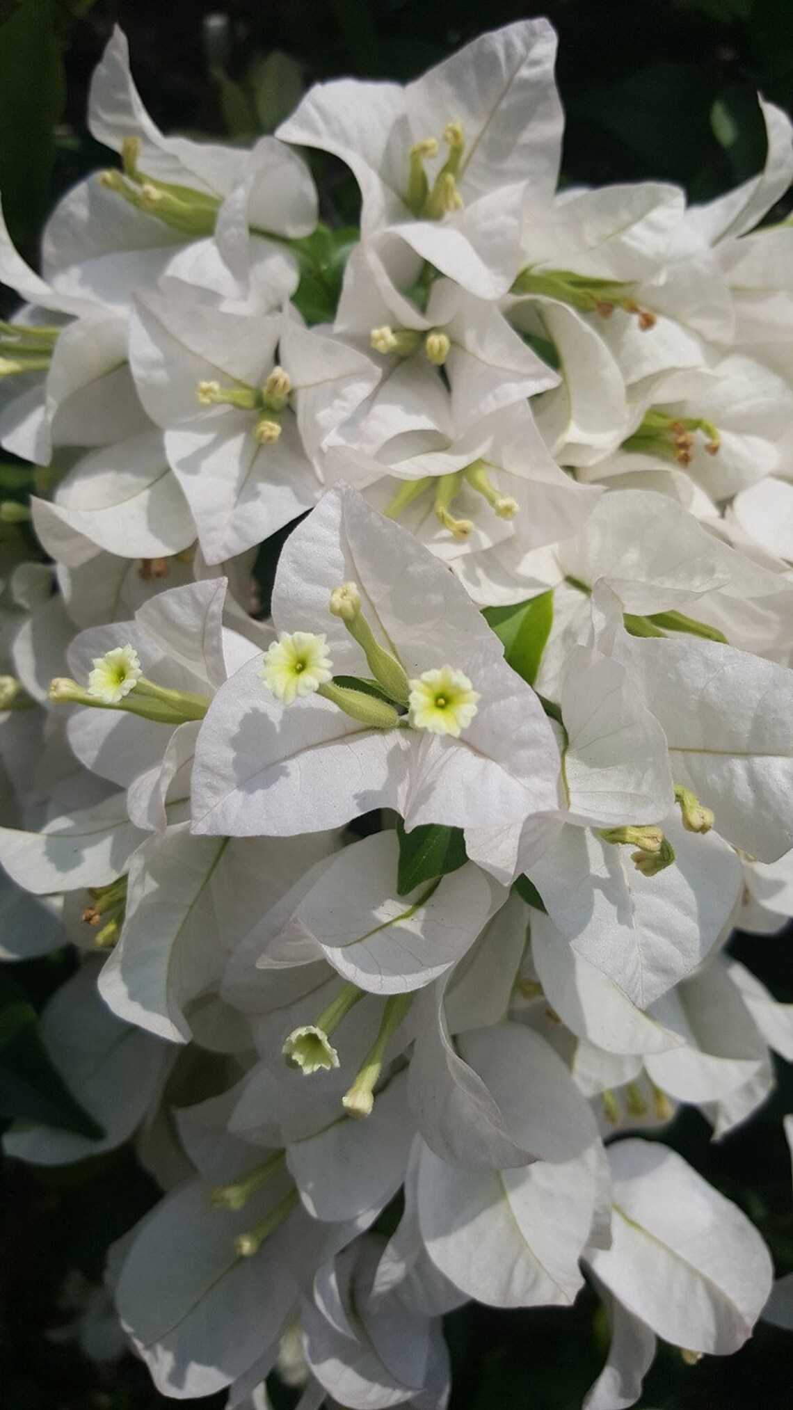 TWO White Bougainvillea live plant 5 to 8 tall Etsy