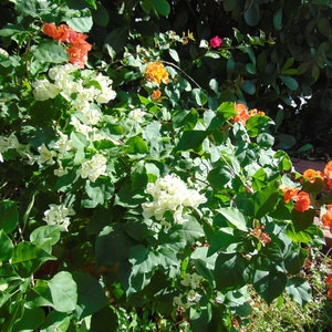 May include: A close-up of a bush with white and orange flowers. The bush is in full bloom and the flowers are vibrant. The leaves are green and lush.