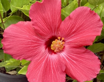 3-gallon Painted Lady Rose Pink Hibiscus plant, large flowers, house plants, outdoor plants, garden plants, great gift ideas
