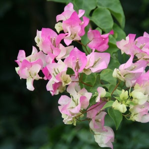 TWO Bougainvillea plants Imperial in one pot, 3.5" pot, 4 to 7 inches tall, bougainvillea, blooms, flower plants, great gift idea.