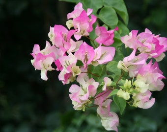 TWO Bougainvillea plants - Imperial  3.5" pot  shipped in the same pot 4 to 7 inches tall