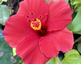 3 Hibiscus plants, red flower plants, large flowers, house plants, outdoor plants, garden plants, great gift ideas, home decor, hibiscus.