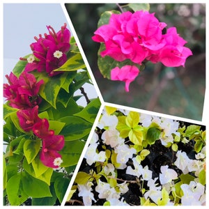 May include: A close-up of two types of bougainvillea flowers. One is a vibrant pink bougainvillea with delicate petals. The other is a white bougainvillea with a more rounded shape. Both flowers are in full bloom and have a lush green background.