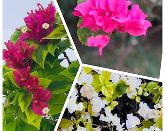 Live bougainvillea plants, white, pink pixie, reddish Violet Blooms in one pot, great for gifts. flower plants, gardening plants, blooms.