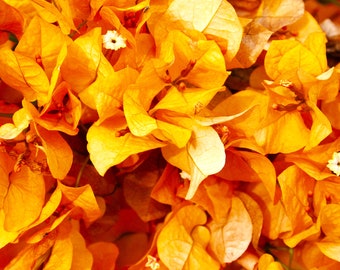 TWO Yellow Bougainvillea Plants, Live Bougainvillea plants, Colorful blooms, flower plants,  Great gift ideas, home gardens, and gardening.