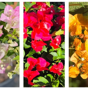 May include: Three close-up images of bougainvillea flowers in pink, red, and yellow. The flowers are in bloom and have a vibrant color.