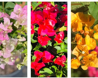 Live Bougainvillea plants, Red, Yellow, and Imperial blooms in one pot, great gift ideas, gardening plants, flower plants, Colorful blooms.