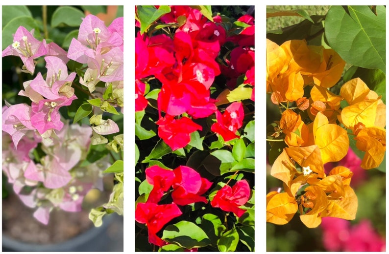 Live Bougainvillea plants, Red, Yellow, and Imperial blooms in one pot, great gift ideas, gardening plants, flower plants, Colorful blooms. image 1