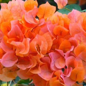 May include: A cluster of vibrant orange and pink bougainvillea flowers in full bloom. The delicate petals are arranged in a beautiful, layered pattern, creating a stunning display of color.