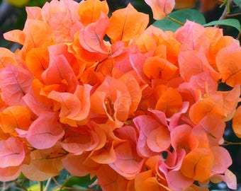 TWO Orange Bougainvillea plants in one pot, 3.5" pot, Orange flowers, great gift idea, outdoor plant, colorful blooms, gardening gift.