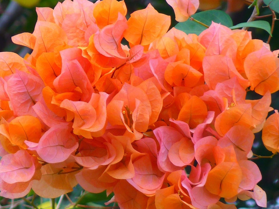 TWO Bougainvillea Plants Orange 3.5 Pot Shipped in the Same Pot 6 to 10  Inches Tall - Etsy