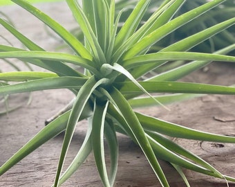 Large-size latifolia Live AirPlant. 10-12 inches tall and 10+ inches wide. great as gifts. no soil needed. unique. home and garden. weddings