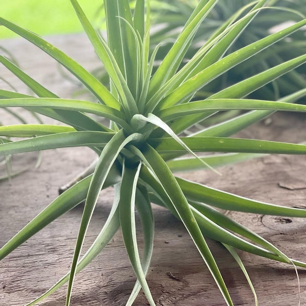 Large-size latifolia Live AirPlant. 10-12 inches tall and 10+ inches wide. great as gifts. no soil needed. unique. home and garden. weddings