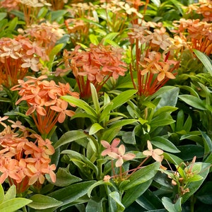4 Dwarf Carmen Ixora Plants in One Pot, Live Ixora Plants, Flowering ...