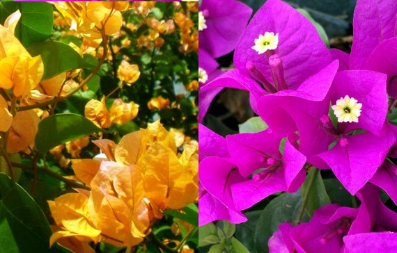 bougainvillea yellow