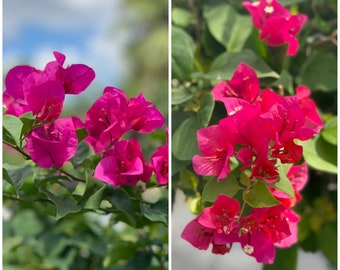 Two Red bougainvillea plants in one pot, Live bougainvillea plants, great gift idea, colorful blooms, outdoor garden plants, flower plants.