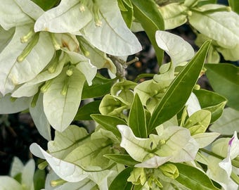 3 Gallon Bougainvillea "Miss Alice " White Flowering Bush 10x12 Inch
