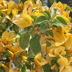 Yellow Bougainvillea - Etsy