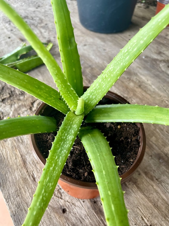 Aloe Vera Plant, Live Aloe Vera Plant, gardening plant, medicinal plant,  houseplants, succulent plant, indoor & outdoor plant, gift ideas.