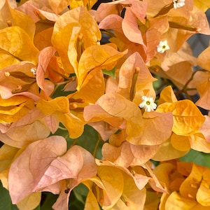 TWO Yellow Bougainvillea Plants in one pot, Live Bougainvillea plants, Colorful blooms, flower plants,  Great gift ideas, home gardens.
