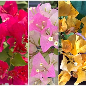 Live Bougainvillea plants, Red, Yellow, and Imperial blooms in one pot, great gift ideas, gardening plants, flower plants, Colorful blooms. image 2