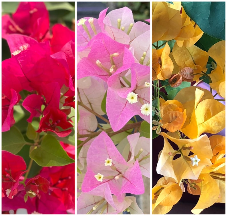 Live Bougainvillea plants, Red, Yellow, and Imperial blooms in one pot, great gift ideas, gardening plants, flower plants, Colorful blooms. image 2