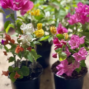 May include: Four potted bougainvillea plants with vibrant pink, white, and yellow flowers. The plants are in black plastic pots and are arranged on a wooden surface.