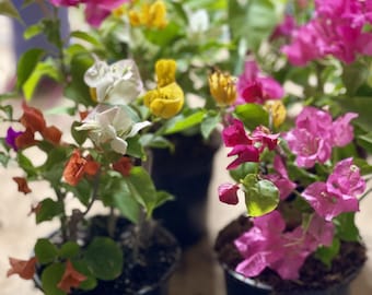Live bougainvillea plants, Colorful flowering plants, Multicolor bougainvillea, Five colors in one pot, outdoor plants, great gift ideas