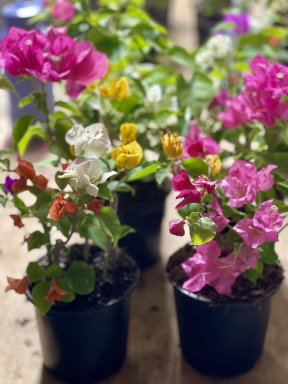 Live Bougainvillea Plants, Colorful Flowering Plants, Multicolor  Bougainvillea, Five Colors in One Pot, Outdoor Plants, Great Gift Ideas -  Etsy