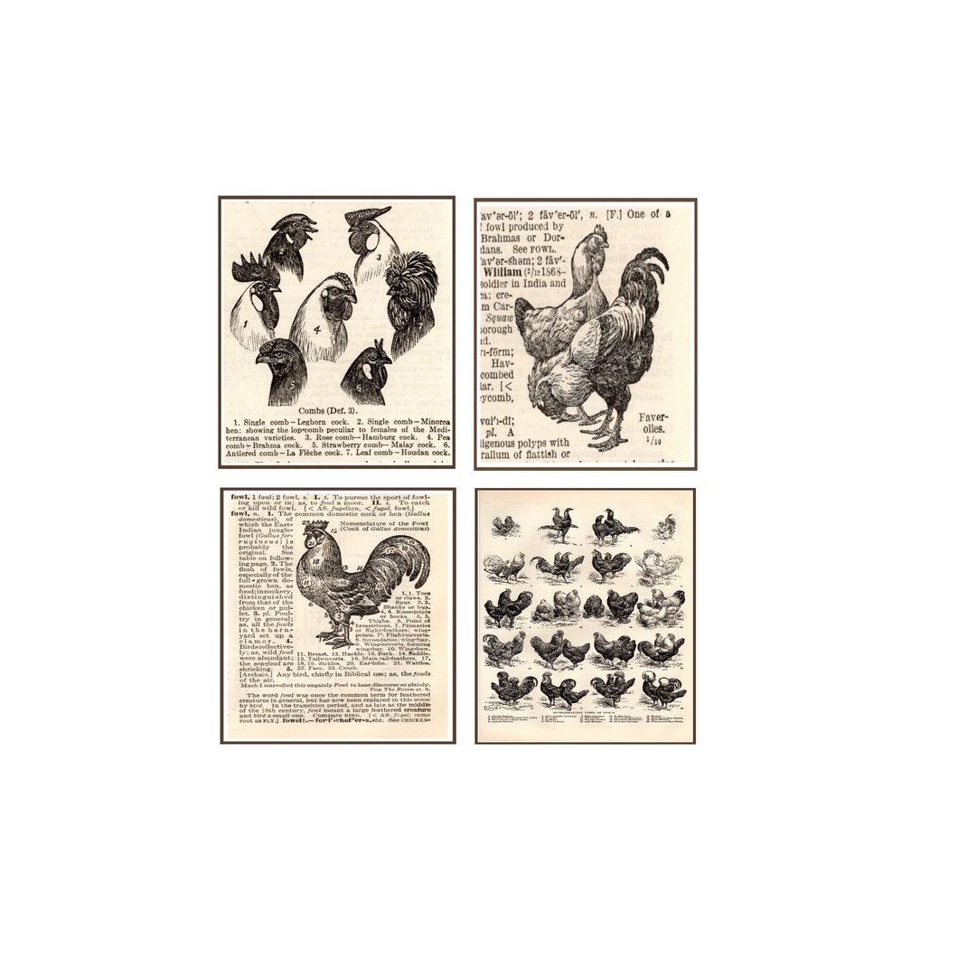 1920 Chickens Roosters, Unframed Vintage Prints, Antique Graphics ...