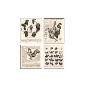 1921 Chickens & Roosters Graphic Print Set of Four
