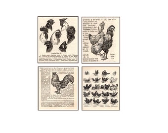 1921 Chickens & Roosters Graphic Print Set of Four
