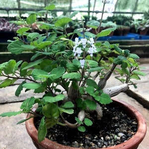 Bonsai Mint Plectranthus Ernstii Caudex image 9