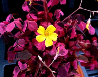 Oxalis Prune Crazy