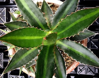 Center Stripe Agave (Agave Lophantha) 'Splendida'