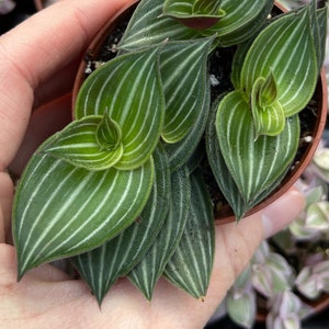 Callisia Elegens Callisia Gentlei Striped Inch Plant image 3