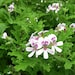 MOSQUITO PLANT (Citronella Scented Geranium)  3 Plants with Free Shipping!