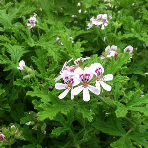 May include: A close-up of a green plant with white and purple flowers. The plant has many leaves and the flowers are in bloom.