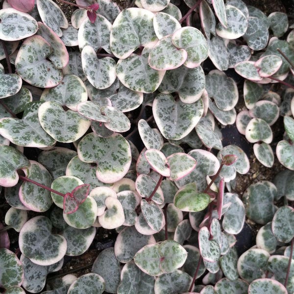 Variegated  Rosary Vine (Ceropegia Woodii Variegated) Variegated String of Hearts