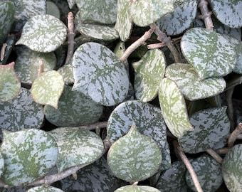 Tiny Leaf Porcelain Flower (Hoya Curtisii) Fung Wax Flower