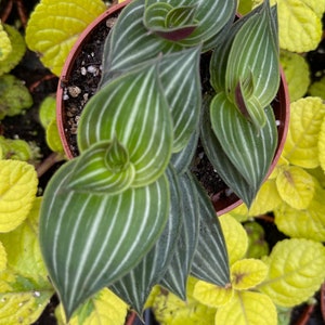 Callisia Elegens Callisia Gentlei Striped Inch Plant image 4