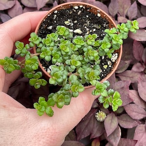 Pilea Depressa Minima (Baby Tears)