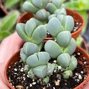 Ice plant (delosperma Taylorii)