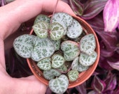 Rosary Vine (Ceropegia Woodii) String of Hearts